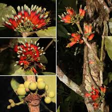 Image result for Meiosperma debile