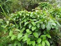 Image result for Parquetina calophylla