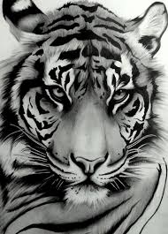 My Tattoo Sumatran Tiger By Artistelllie Tiger Art Animal Drawings Tiger Tattoo