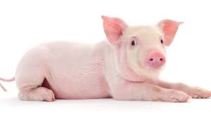 It is remarkably hilarious on the video, as you watch an animated foot with the little piggy toes singing their hearts out. Someone Tweeted The Dark Meaning Behind This Little Piggy And Everyone S Childhood Is Ruined Someecards Life