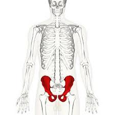 You may feel it immediately after an injury or it can develop over time. Hip Bone Wikipedia