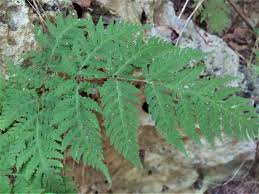 Image result for Tectaria camerooniana