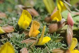 Image result for Lotononis stipulosa