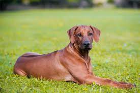 Check spelling or type a new query. Rhodesian Ridgeback Large Dog Breed Propatel