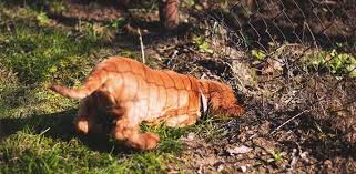 Place him in a crate, kennel run or indoors whenever you aren't around to spy on him. Stop Your Dog From Digging And Rooting Under The Fence 14 Solutions Daily Dog Stuff