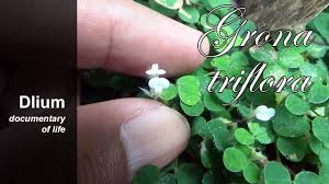 Image result for Grona triflora