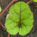 Image result for Merremia emarginata