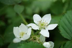 Image result for Rosaceae