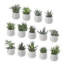 Ikea Succulent Potted Plant With Pot Piante In Vaso Piante Da Bagno Piante Grasse In Vaso
