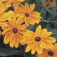 Image result for Rudbeckia hirta