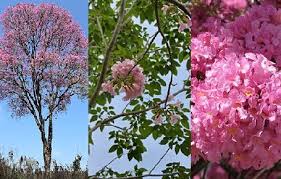 La Sarrapia | Flores