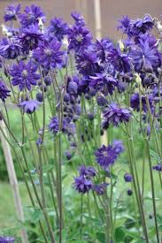 Columbine Aquilegia vulgaris 'Black Barlow' 5-10 pot P9