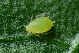 In large numbers, they can weaken plants significantly, harming flowers and fruit. Eco Friendly Diy Pest Control Emagazine Com