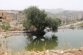 مخاطر وجودية تواجه الحيوانات الفلسطينية المهددة بالانقراض في ظل نقص الإحصائيات