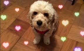 A diy string art board with free string art templates. Dog Inspired String Art Is The Perfect Craft For People Who Aren T Crafty Barkpost