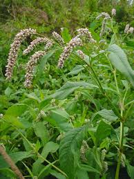 Image result for Persicaria lapathifolia