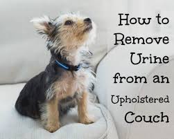 And if you have ever tried to blot a spill with water rub the stained with a white cloth until the dirt or stains are gone, switching to out to clean cloths as needed. Odor Removal For Urine Soaked Sofa Home Ec 101