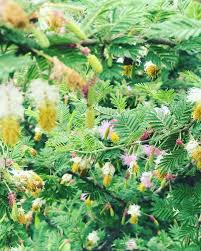 Image result for Fabaceae subfamily Caesalpinioideae