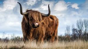 Sonhar com TOURO: É bom ou ruim? Qual o significado?