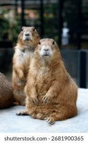 Image result for Cynomys ludovicianus obrázek