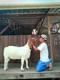 Kandang kambing portable, ciamis, jawa barat, indonesia. Kandang Kambing Domba 2 Lantai Kandang Pakan Ternak Ruminansia Unggas
