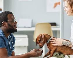 veterinarian examining a petの画像