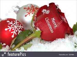 See more ideas about christmas pictures, christmas, vintage christmas. Flowers Red Rose That Says Merry Christmas On It Stock Picture I2974698 At Featurepics