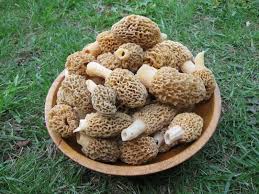 Tips Tricks Everything You Need To Know To Morel Mushroom Hunt Stuffed Mushrooms Mushroom Hunting Morel Mushroom