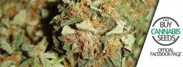 Premium cannabis seeds, best marijuana strains. Bcs Seed Bank Home Facebook