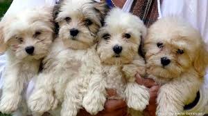 Check spelling or type a new query. Vets See Demand Soar Due To Pandemic Puppies More Time At Home Bizwomen