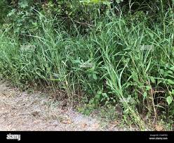 Image result for Rottboellia cochinchinensis