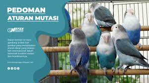 Lovebird adalah jenis burung yang memang terkenal dengan keindahan warna dan juga bentuknya. Pedoman Dan Aturan Mutasi Dalam Berternak Lovebird