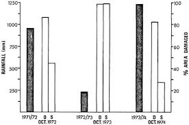 Image result for Aristida scabrivalvis