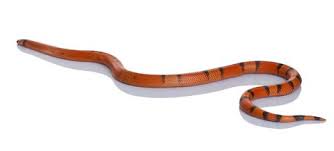 Honduran Milk Snake For Sale Milk Snake Snakes For Sale Snake