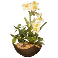 Charlton Home Potted Narcissus Floral Arrangement In Pot In 2020 Narcissus Plant Plants Narcissus