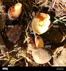 Image result for Xerocomellus diffractus