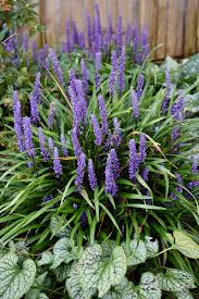 Free for commercial use no attribution required high quality images. Lily Turf Liriope Muscari Big Blue Herbidacious