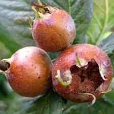 Maybe you would like to learn more about one of these? Buy Breda Giant Medlar Tree From Ty Ty Nursery