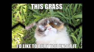 If you think maybe thus, i'l m so, if you desire to receive all these outstanding photos regarding grumpy cat memes clean funny, press save button to save these pictures to your. The 50 Funniest Grumpy Cat Memes Youtube