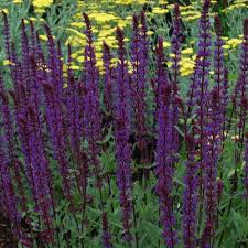 Check spelling or type a new query. Pin By Kait L On Quick Saves In 2021 Salvia Caradonna Caradonna Salvia Purple Plants