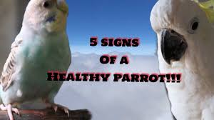 Check spelling or type a new query. Pin On Parrot