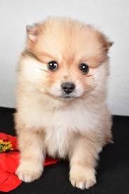 Pomeranian Puppies for Sale in OH