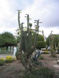 Wayofleaf use cookies to ensure that we give you the best experience on our website. File Flowering San Pedro Cactus Jpg Wikipedia