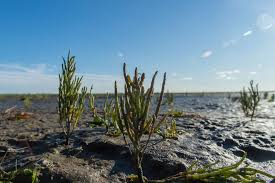 Image result for Salicornia perrieri