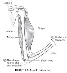 Muscle Interactions Human Body Systems Human Body Science Body Systems