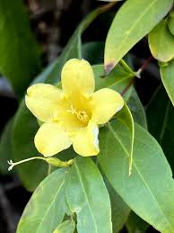 Image result for Gelsemiaceae