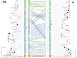 Image result for Dalbergia bracteolata