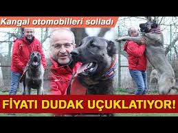 Bu Kangal Kopeginin Fiyati Luks Arabalarla Yarisiyor Youtube