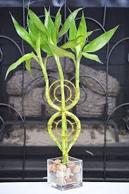Dream Catcher Lucky Bamboo Plant Arrangement With Glass Vase Plantas De Bambu Bambu De La Suerte Plantador De Bambu