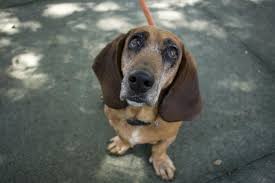 Only once the emergency veterinarian pointed it out did we notice our dog was not fond of moving his neck a certain way to look at us. Sample Of Tissue From Lump On Dog S Chest Can Reveal Answers Features Postandcourier Com